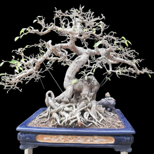 Cây cảnh nghệ thuật